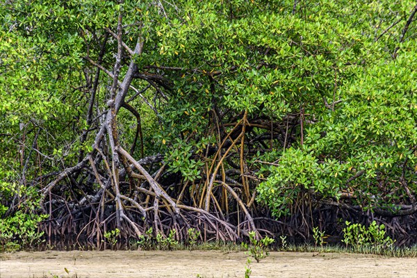 Roots of mangrove trees in the sand on the beach in Serra Grande on the coast of the state of Bahia