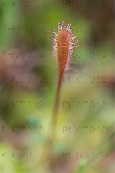 English sundew