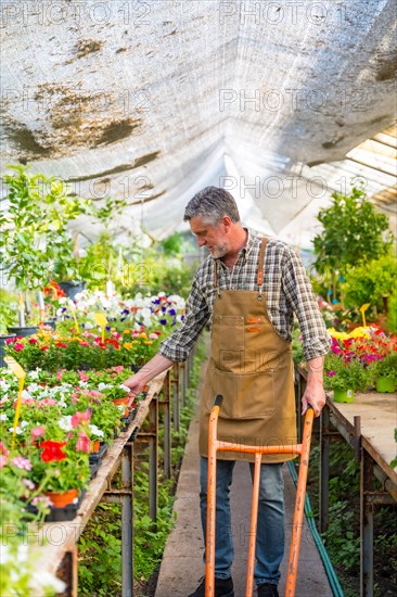 Elderly gardener working in a nursery inside the flower greenhouse smiling with a wheelbarrow