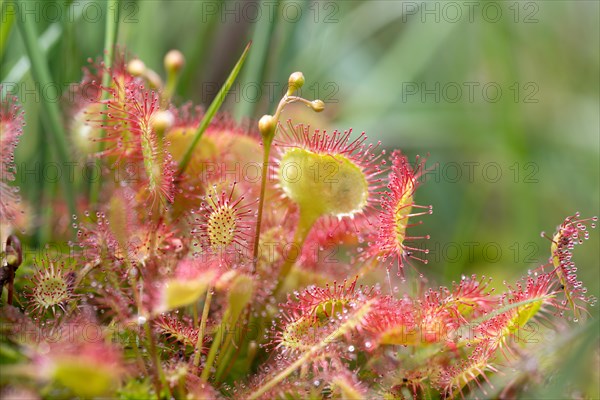 Middle sundew