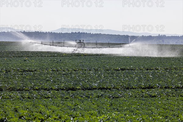 Dryness in the fields is causing problems for farmers and vegetable growers. Herb cultivation on the Filder near Filderstadt