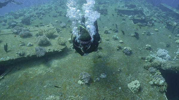 Scuba diver swim above board with windows overgrown with corals on ferry Salem Express shipwreck