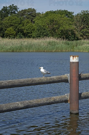 European herring gull