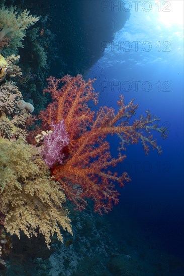 Hemprich's tree coral