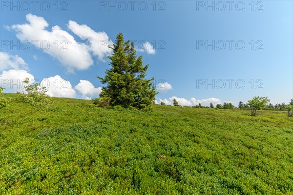 Landscape of the High Vosges near the riverbank road in spring. Collectivite europeenne d'Alsace