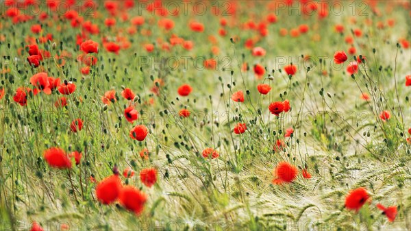 Corn poppy blossom in a barley field