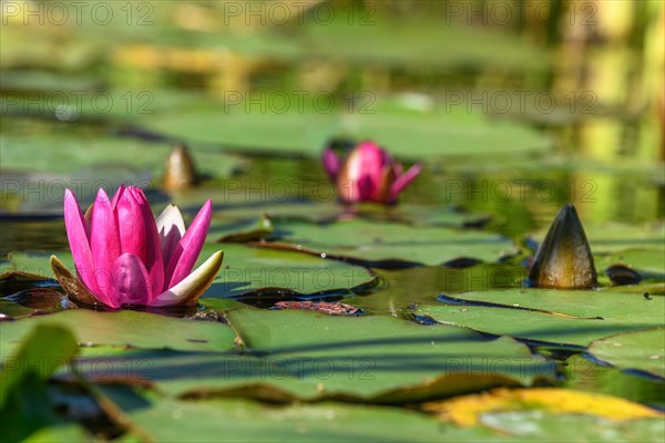 Pink water lily star flower in an artificial pond. Jardin des deux rives