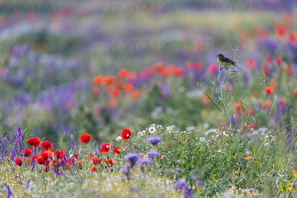 Western yellow wagtail