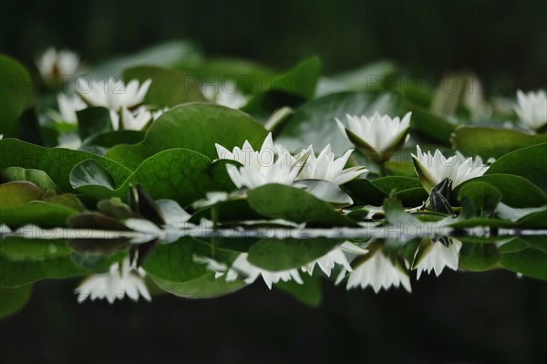 Picturesque white water lilies