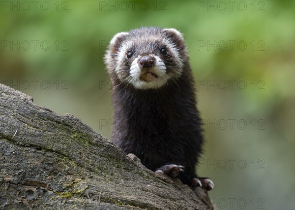 European polecat