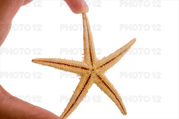 Hand holding a Beautiful orange starfish on a white background