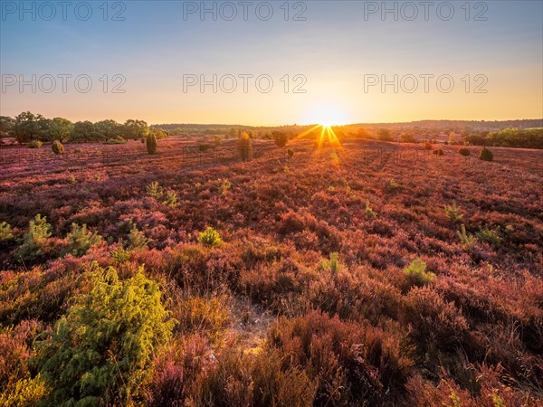 Typical heath landscape at Wilseder Berg with flowering heather