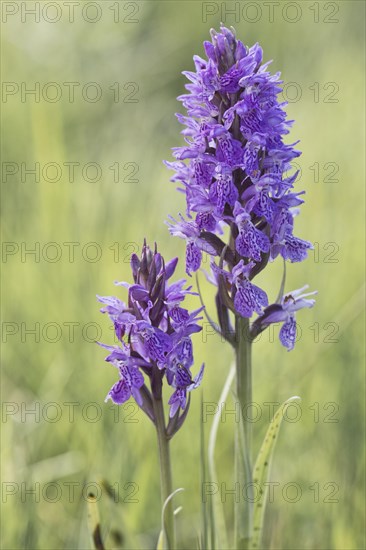 Southern marsh orchid