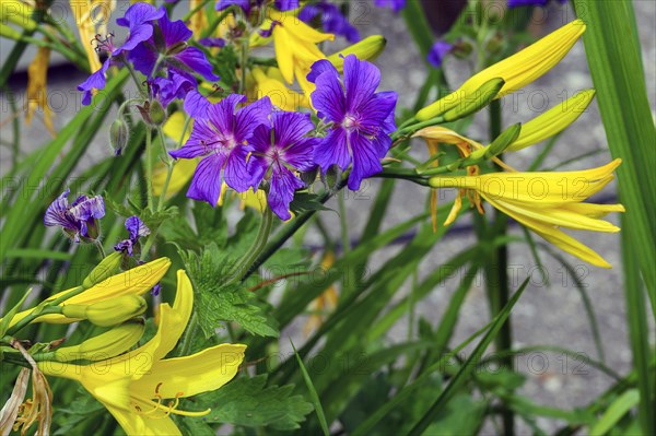 Magnificent cranesbill