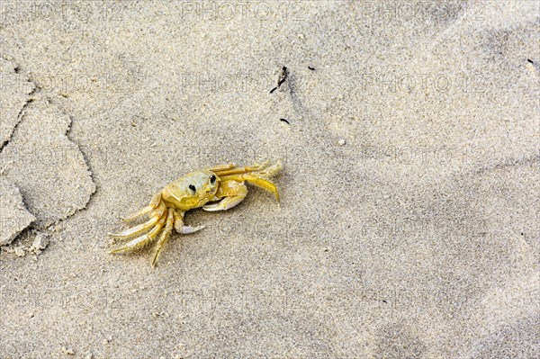 Crab walking on the beach sand in the state of Bahia