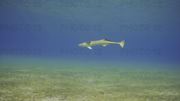 Common Remora fish swims in blue water. Lonely Sucker fish swimming in water column in shallow water in sunlights