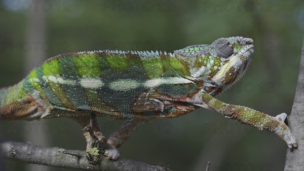 Bright Panther chameleon