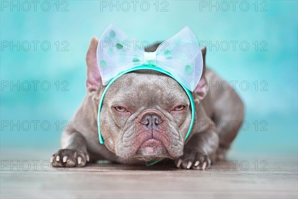 Grumpy looking French Bulldog dog wearing ribbon headband in front of blue wall