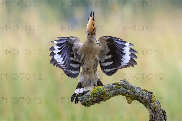 Hoopoe