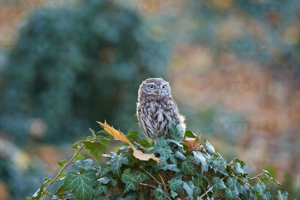 Little Owl