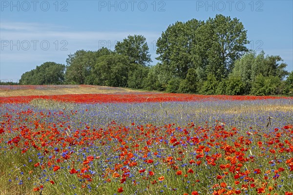 Poppy flowers