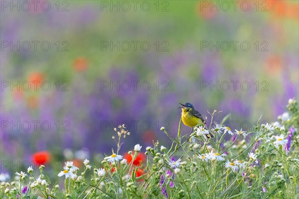 Western yellow wagtail