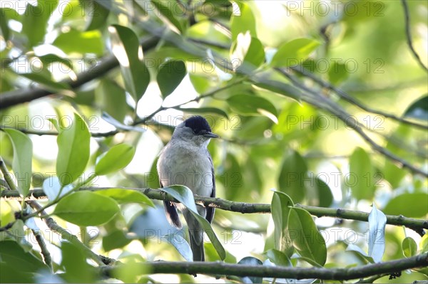 Blackcap