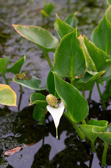 Bog arum