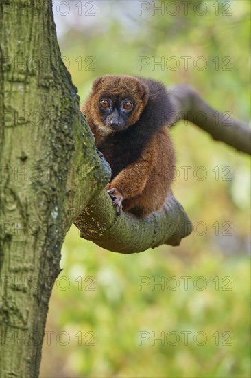 Red-bellied lemur