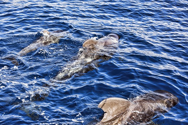 Pilot whale