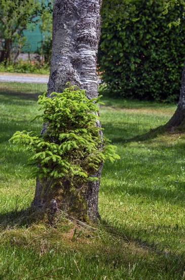 A young fir tree