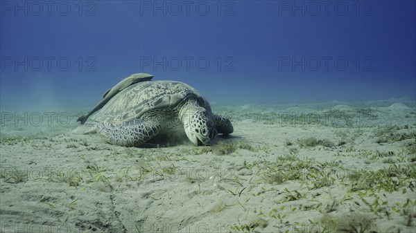 Sea turtle grazing on the seaseabed