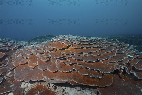 Giant Lettuce Coral