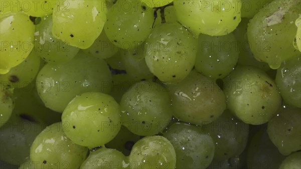 Bunch of green grapes with water drops. Close-up