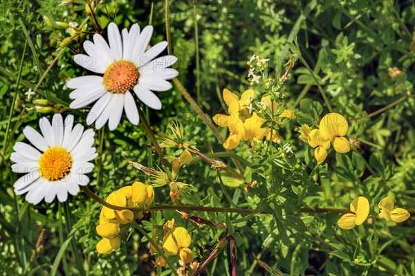 Ox-eye daisy