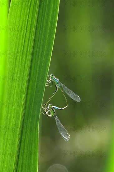 Dragonfly wheel