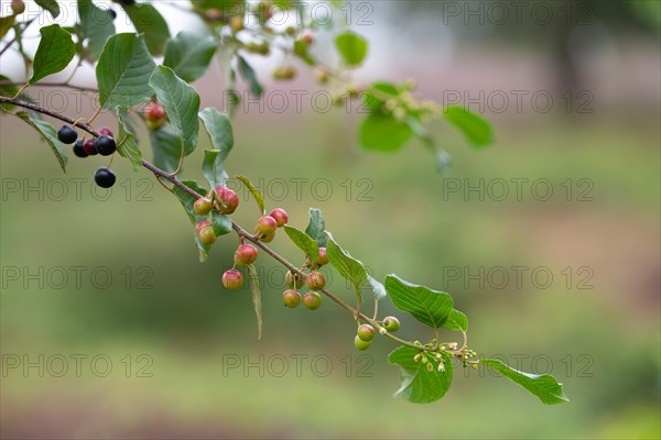 Alder buckthorn