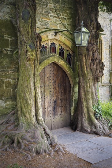 Two old english yew