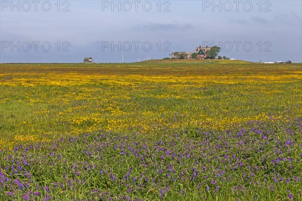 Hallig Hooge