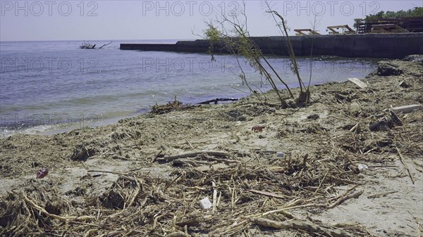 Trees with floating debris has reached Black Sea coastal zone in Odessa