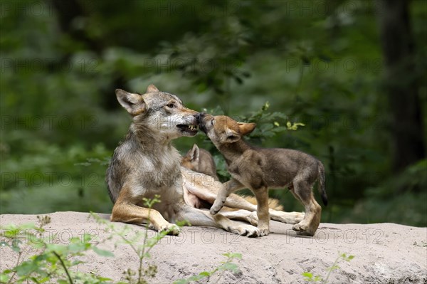 European gray wolf