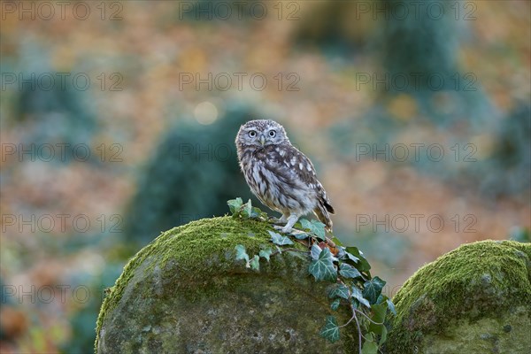 Little Owl