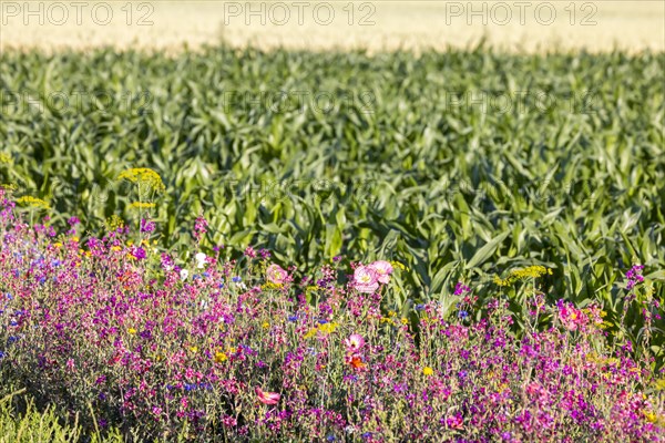 Flowering marginal strips next to agricultural monocultures