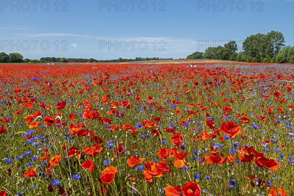 Poppy flowers