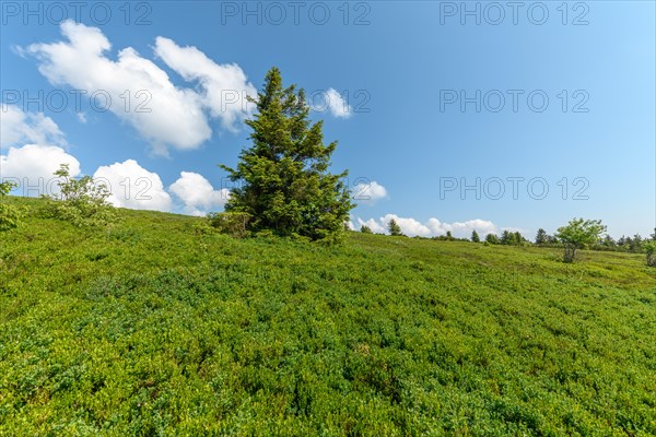 Landscape of the High Vosges near the riverbank road in spring. Collectivite europeenne d'Alsace