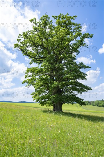 English oak