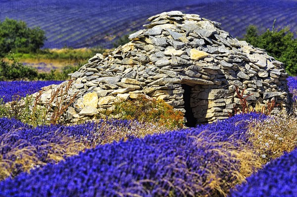 Lavender fields with borie