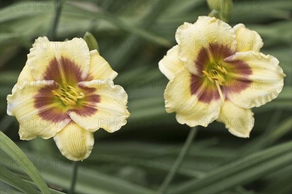 Daylily