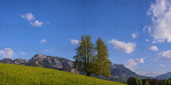 Flowering dandelion