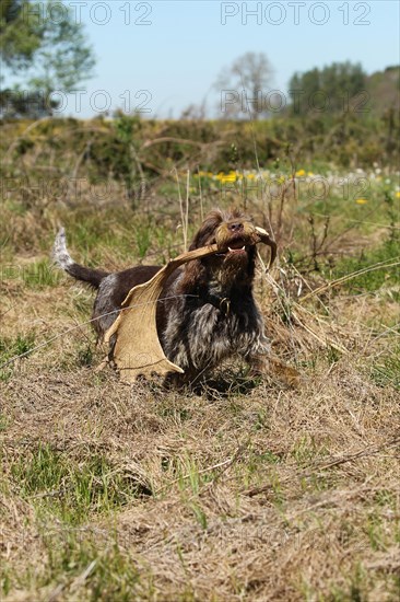 Hunting dog Griffon retrieves fallow deer